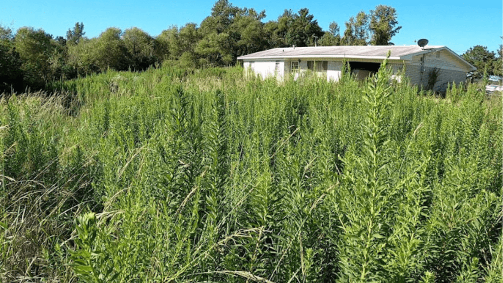 Father’s Trusted Lawn Care and Landscaping completing a property cleanup in Lake City, Florida